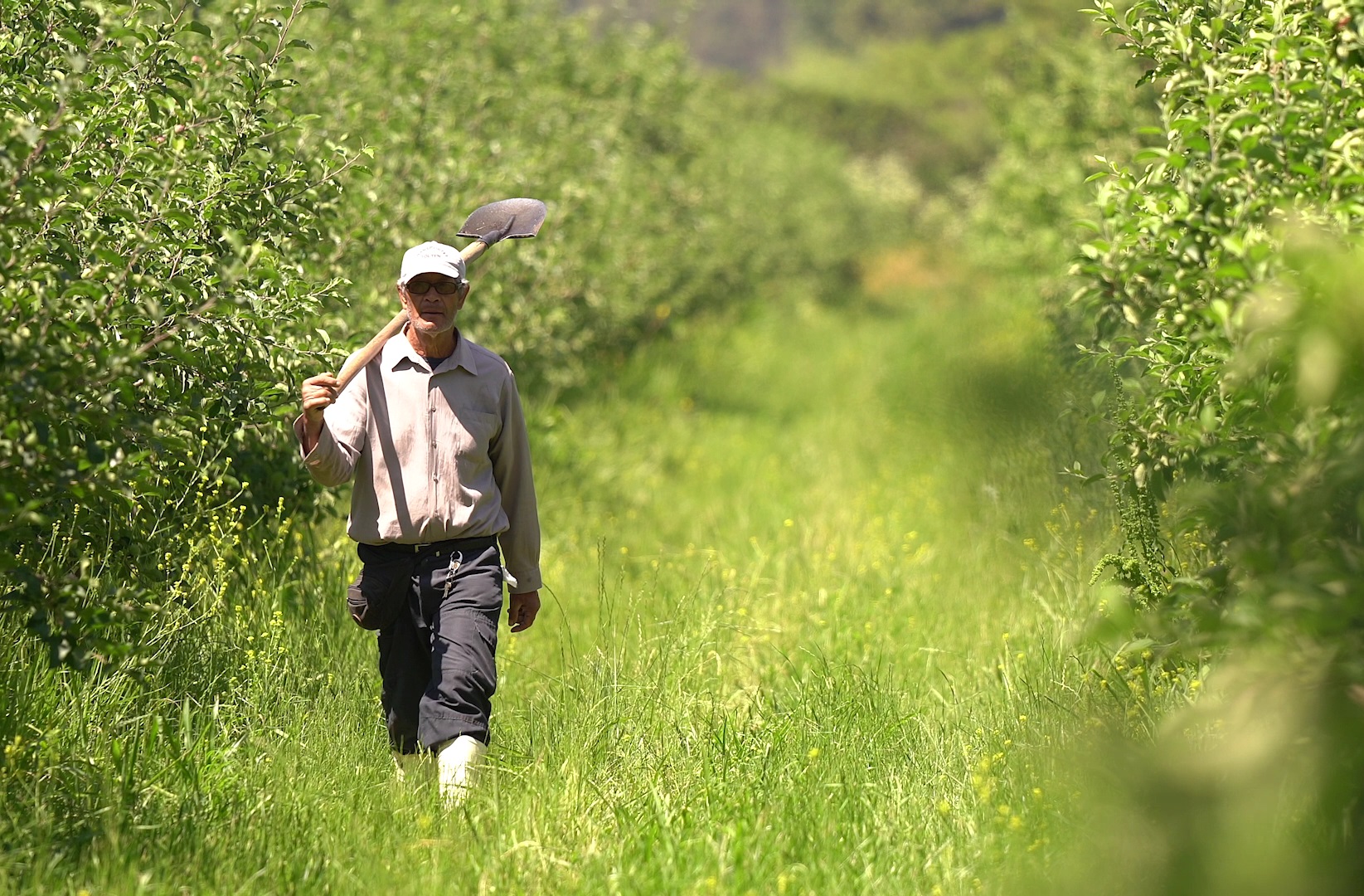 Trabajador agrícola Trabajador sector agrícola